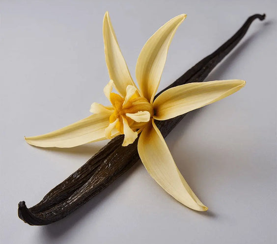 Whipped Grass-Fed Tallow Balm with Vanilla Bean BeautyBoss